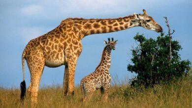 Nigeria's Top 15 Wildlife Attractions