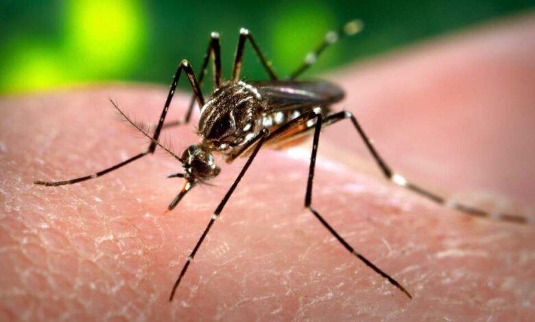 Best Chemical-Free Mosquito Control in Nigeria