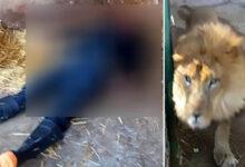 Tragedy as lion mauls zookeeper to death
