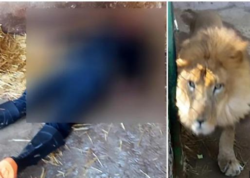 Tragedy as lion mauls zookeeper to death