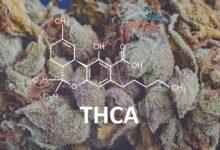 What Is THCA? Differences, Benefits, Side Effects, Products, Legality & More